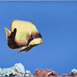 Monocolor Fish 1