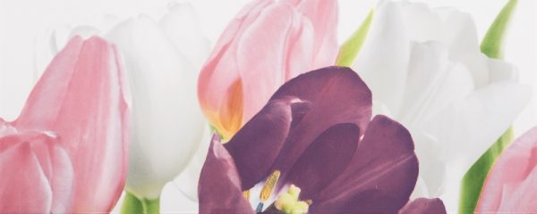 Tulip 1 PN